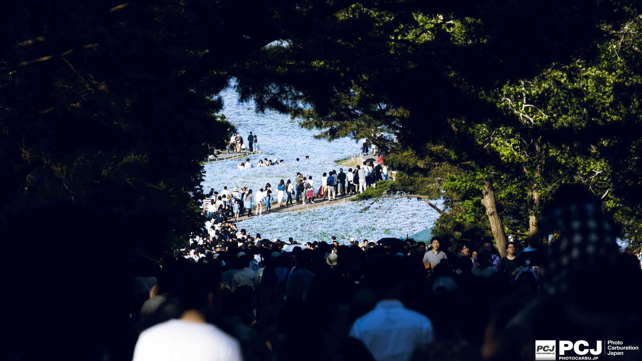 木のトンネルを抜けた先に・・