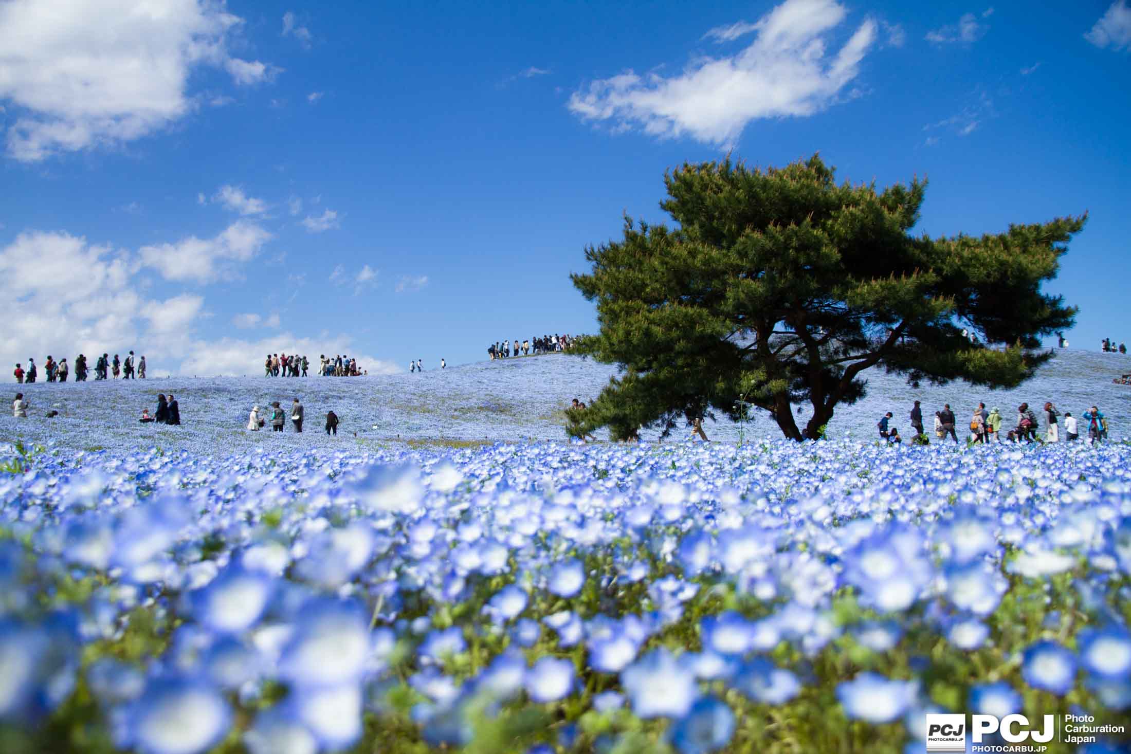 この木