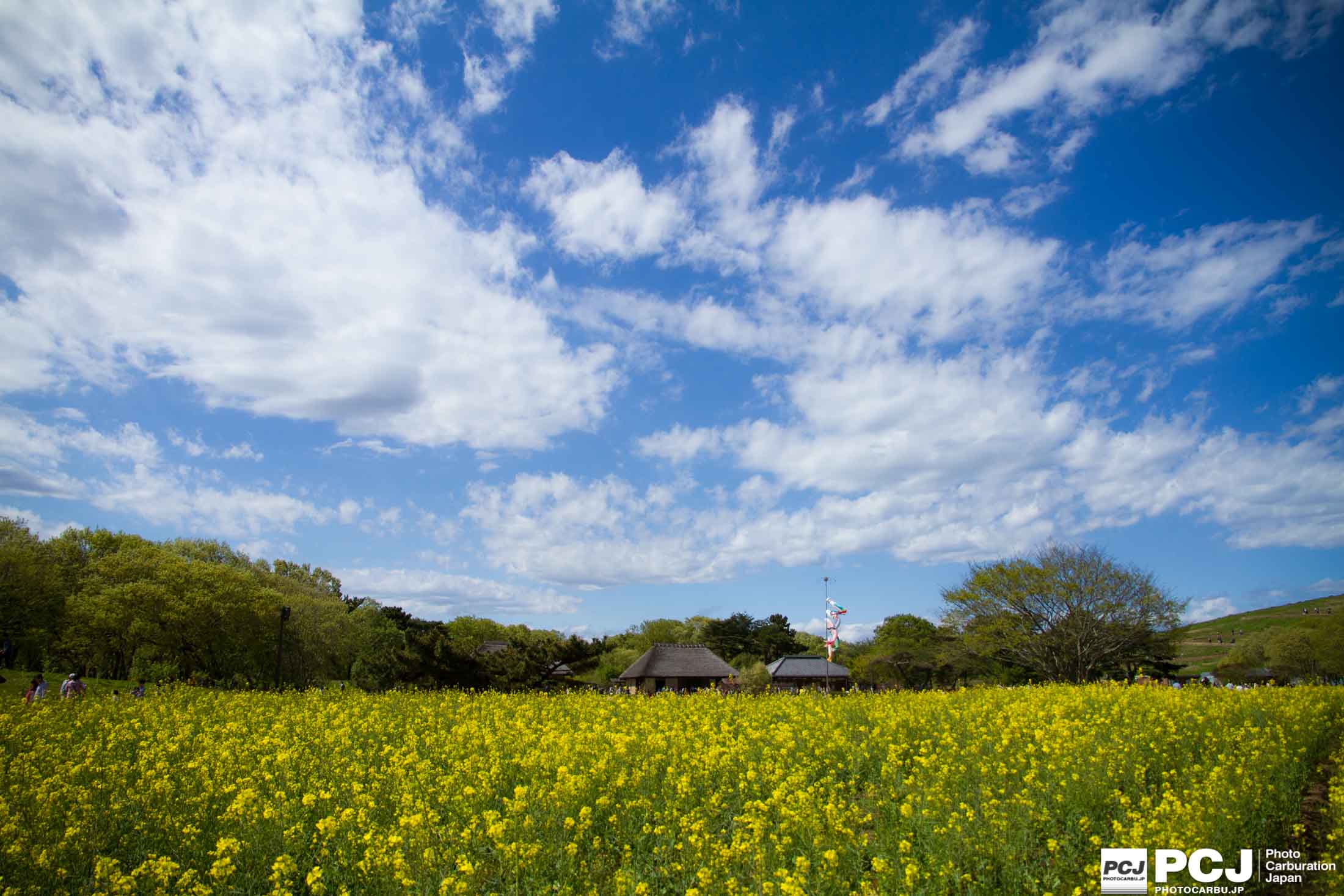 菜の花畑