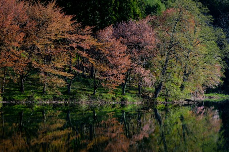 中綱湖の桜