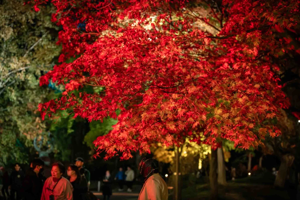 赤く照らされた中島公園の紅葉の木