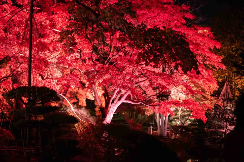 日本庭園の赤くライトアップされた紅葉の木