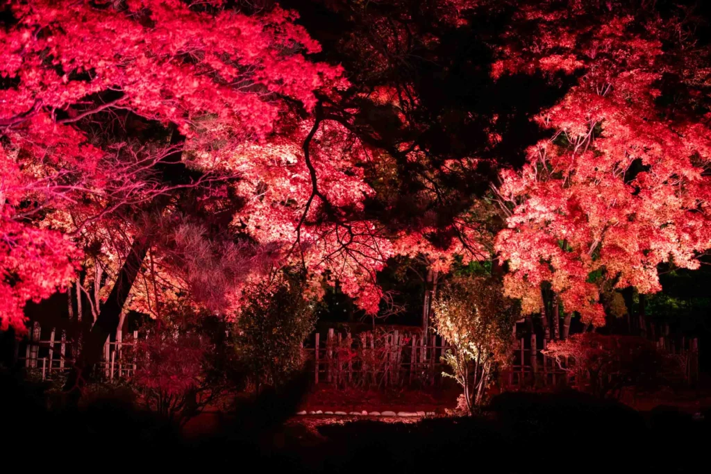 日本庭園の赤い紅葉と竹垣