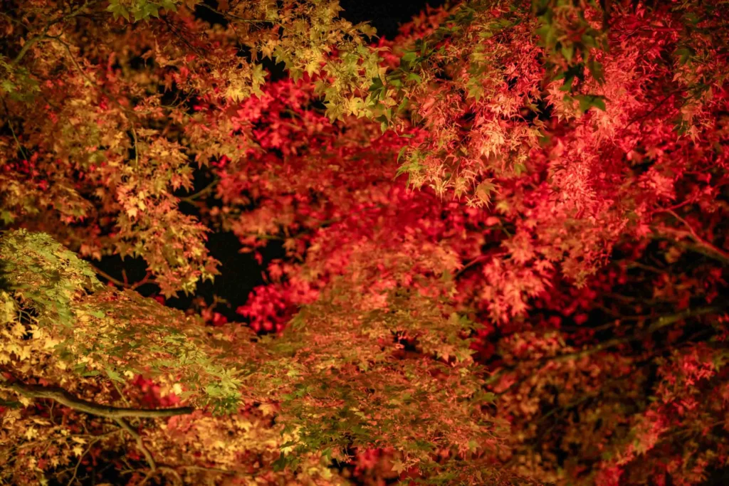 中島公園の赤と黄色の紅葉のライトアップ