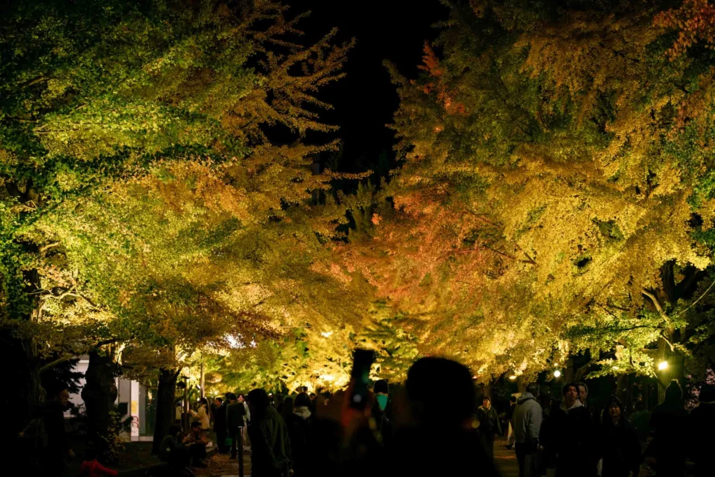 中島公園の銀杏並木のライトアップの全景