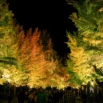 黄色から橙色に色づく中島公園の銀杏並木