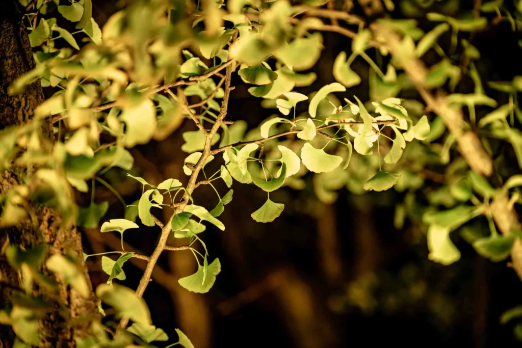 ライトアップで照らされた銀杏の葉のアップ